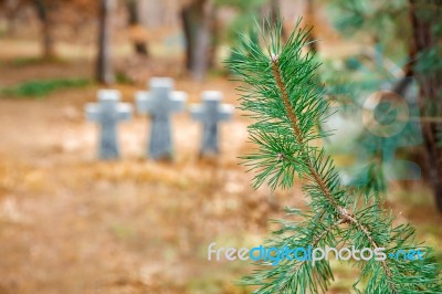 Pine Branch Closeup Stock Photo