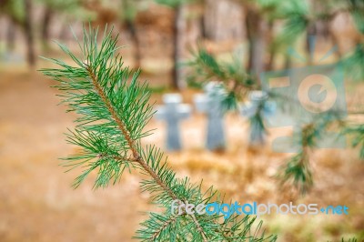 Pine Branch Closeup Stock Photo