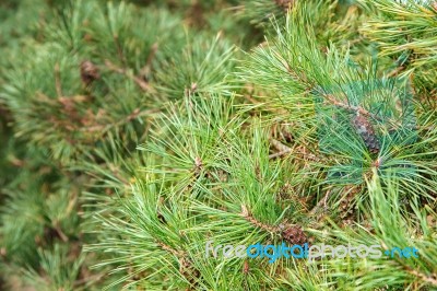 Pine Branch With Cone Closeup Stock Photo