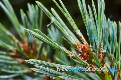 Pine Branch With Young Cones Stock Photo