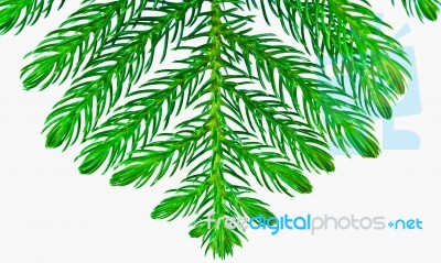 Pine Branches Isolated On White Background Stock Photo