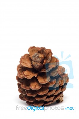 Pine Cone Stock Photo