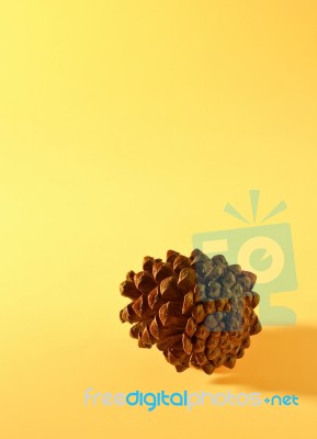 Pine Cone Stock Photo