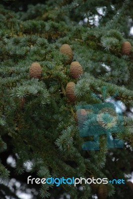 Pine Cones Stock Photo