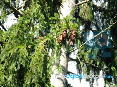 Pine Cones Stock Photo