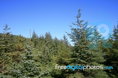 Pine Forest Stock Photo