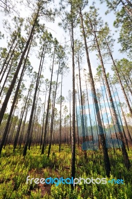 Pine Forest Stock Photo