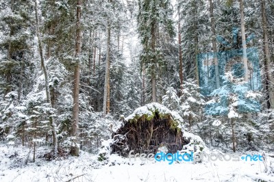 Pine Forest In A Winter Day Stock Photo