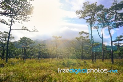 Pine Forest In Sunset Light Background. Landscape With Green Pin… Stock Photo