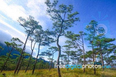 Pine Forest In Sunset Light Background. Landscape With Green Pin… Stock Photo