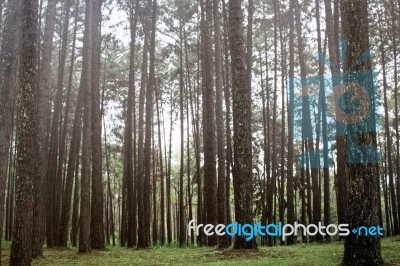 Pine Forest In The Winter Stock Photo