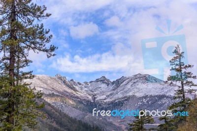 Pine Forest With Snow Mountain And Sky Stock Photo