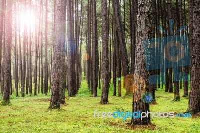 Pine Garden With Sunlight Stock Photo