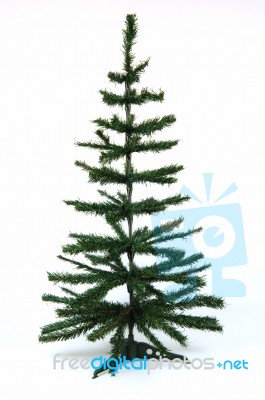 Pine Tree Stock Photo