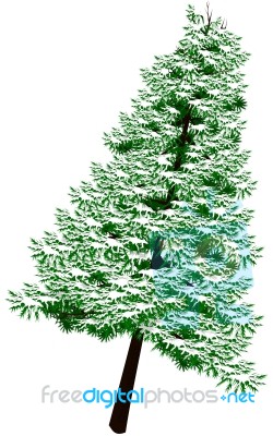 Pine Tree Stock Image