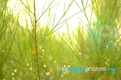 Pine Tree Stock Photo