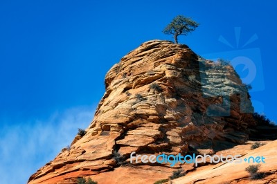 Pine Tree Growing On A Rocky Outcrop Stock Photo