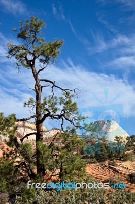 Pine Tree In Zion National Park Stock Photo