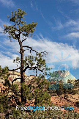 Pine Tree In Zion National Park.jpg Stock Photo