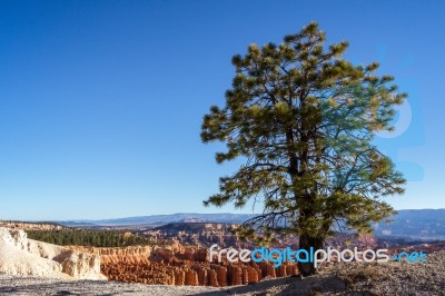 Pine Tree On The Rim Of Bryce Canyon Stock Photo