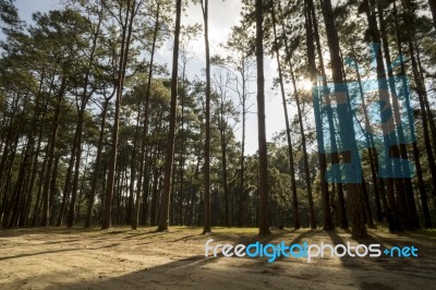 Pine Tree Park With Sunlight And Sunset Shadow At Suan Son Bor K… Stock Photo