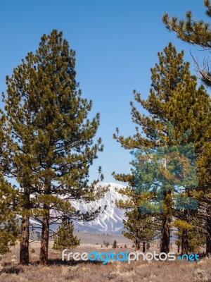 Pine Tree , Snow Capped Mountain Landscape Stock Photo