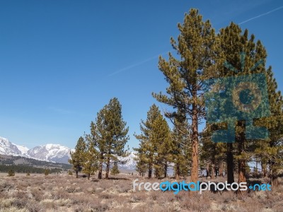 Pine Tree , Snow Capped Mountain Landscape Stock Photo