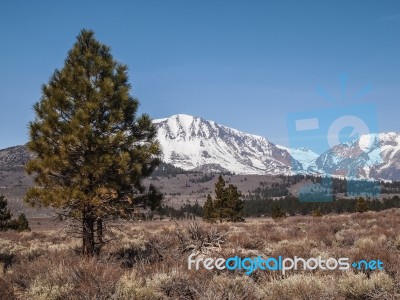 Pine Tree , Snow Capped Mountain Landscape Stock Photo