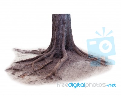 Pine Tree Stump Isolated White Background Stock Photo