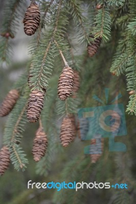 Pine Tree With Pine Cones Stock Photo