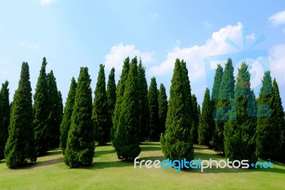 Pine Trees Stock Photo