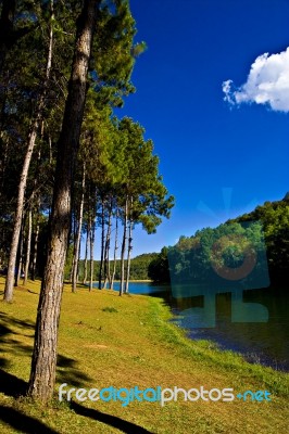 Pine Trees At Pang Ung In The Morning, Mae Hong Son, Thailand Stock Photo