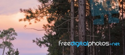 Pine Trees Forest In The Late Afternoon Stock Photo