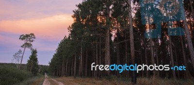 Pine Trees Forest In The Late Afternoon Stock Photo