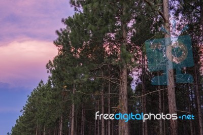 Pine Trees Forest In The Late Afternoon Stock Photo