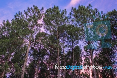 Pine Trees Forest In The Late Afternoon Stock Photo