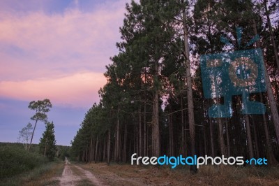 Pine Trees Forest In The Late Afternoon Stock Photo