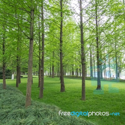 Pine Trees In A Green Field Stock Photo