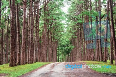 Pine Trees In Garden Stock Photo