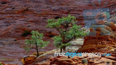 Pine Trees On A Rocky Outcrop In Zion Stock Photo