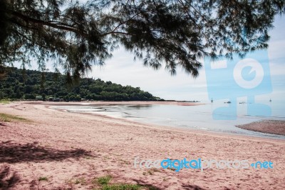 Pine Trees On The Beach Stock Photo