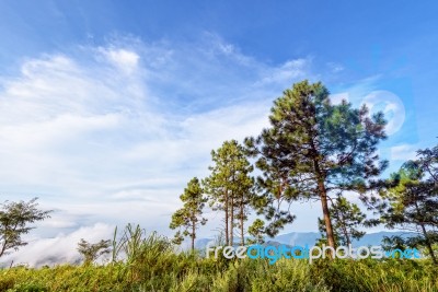 Pine Trees On The Mountain Stock Photo