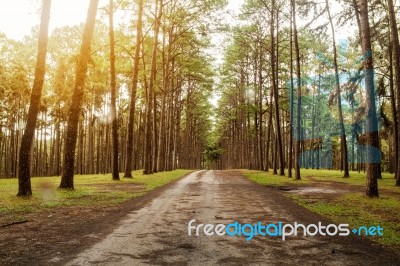 Pine With Morning Sunshine Stock Photo