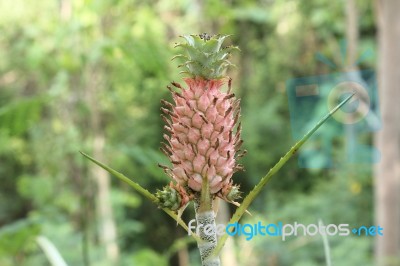 Pineapple Stock Photo