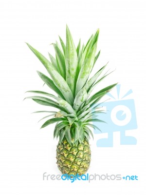 Pineapple Stock Photo