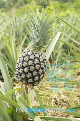 Pineapple Stock Photo