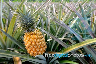 Pineapple Farm Stock Photo