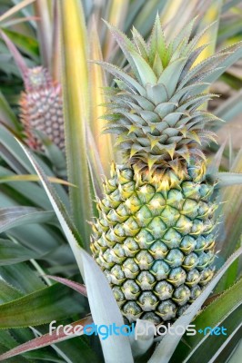 Pineapple Farm Stock Photo