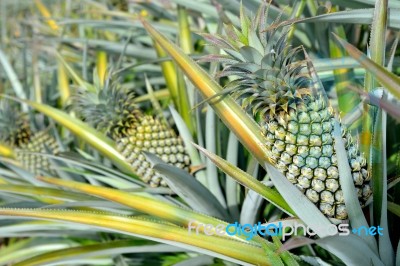 Pineapple Farm Stock Photo