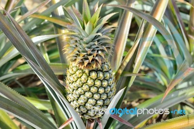 Pineapple Farm Stock Photo